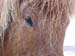 HorseCloseUp0039